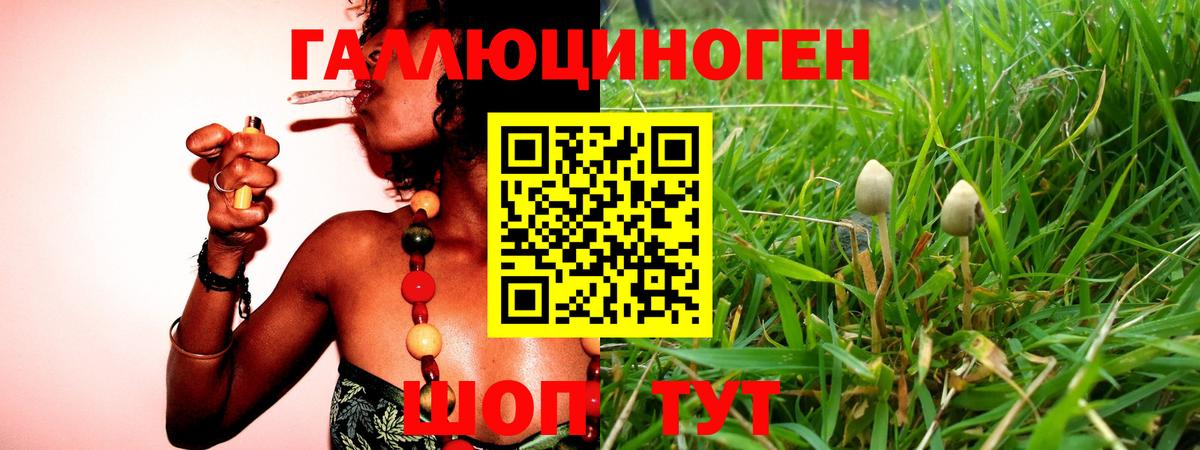 Галлюциногенные грибы Psilocybine cubensis Советск